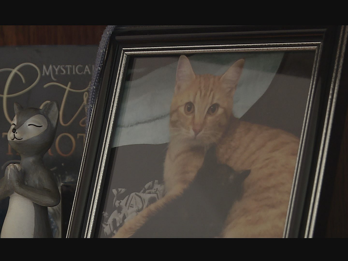 Om halsen asken fra yndlingskat - katte er hans liv | TV 2 Kosmopol