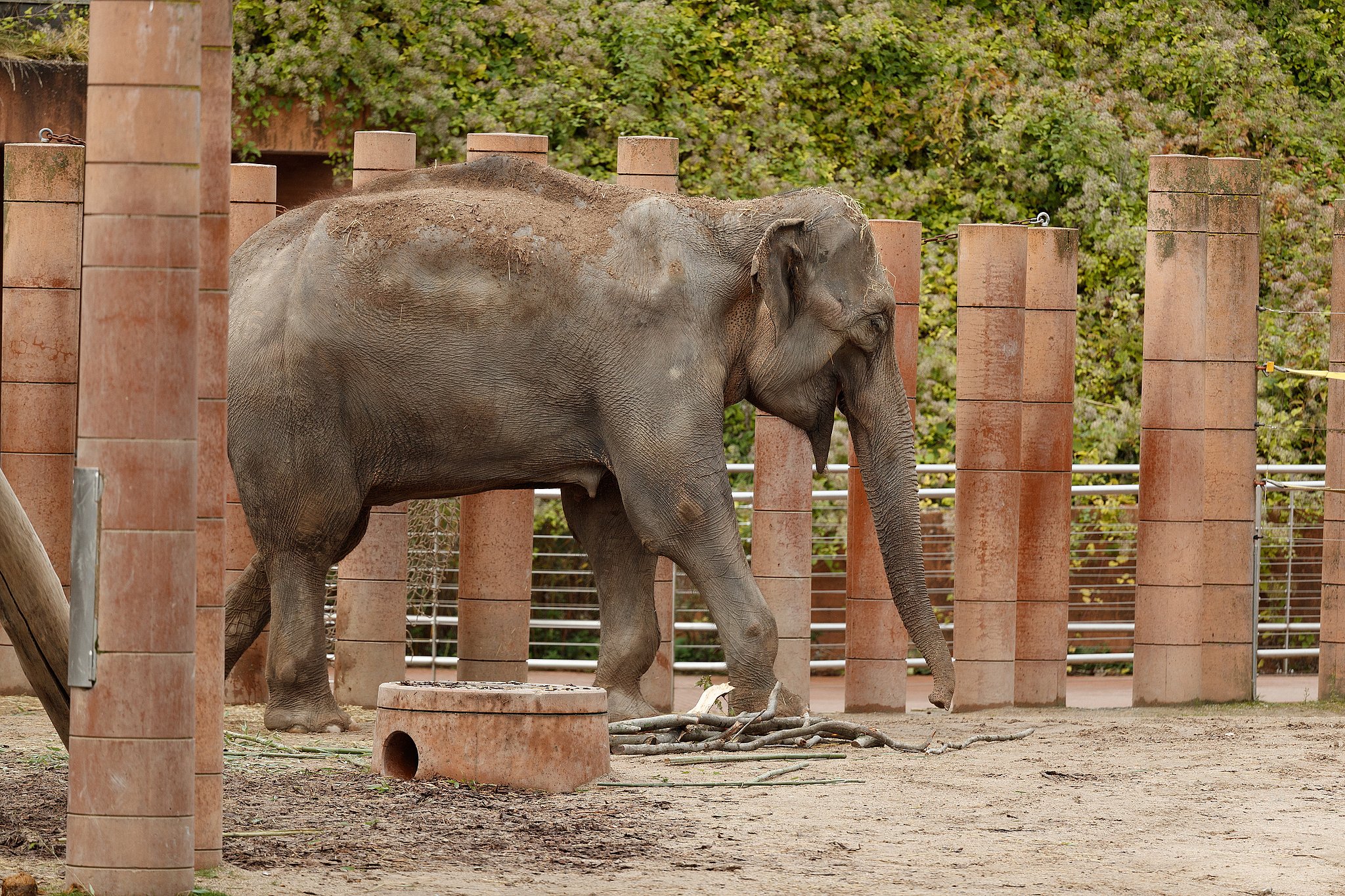 Chok i Zoo: Elefant død i nat | TV Lorry