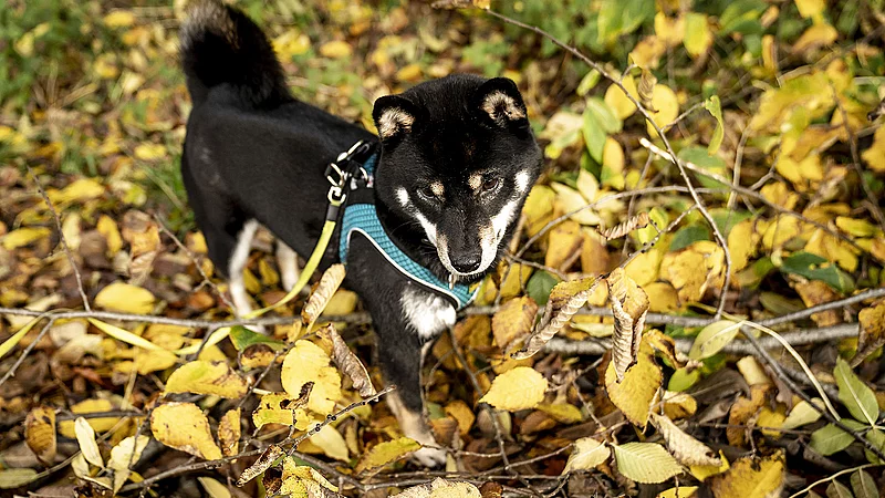 Dyreklinik advarer hundeejere mod giftige kastanjer TV Kosmopol