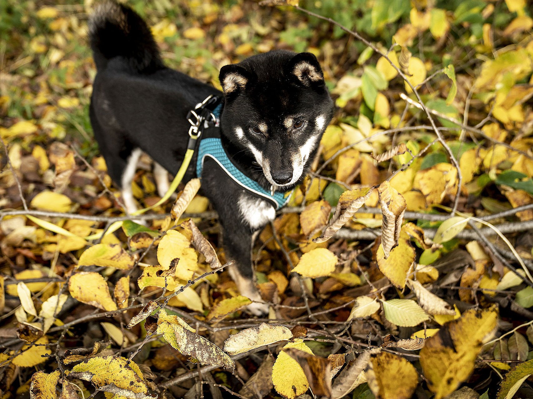tetraeder Praktisk angreb Dyreklinik advarer hundeejere mod giftige kastanjer | TV 2 Kosmopol