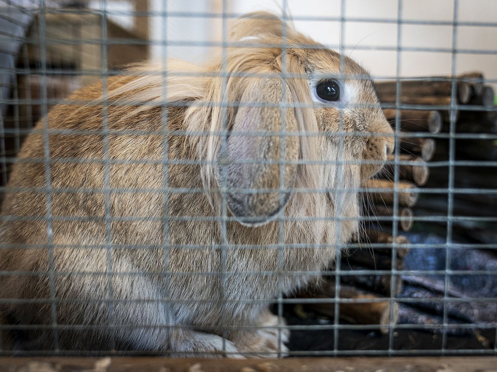 Dyreværnsorganisation Danskere misforstår kaniner som let kæledyr | TV 2 Kosmopol
