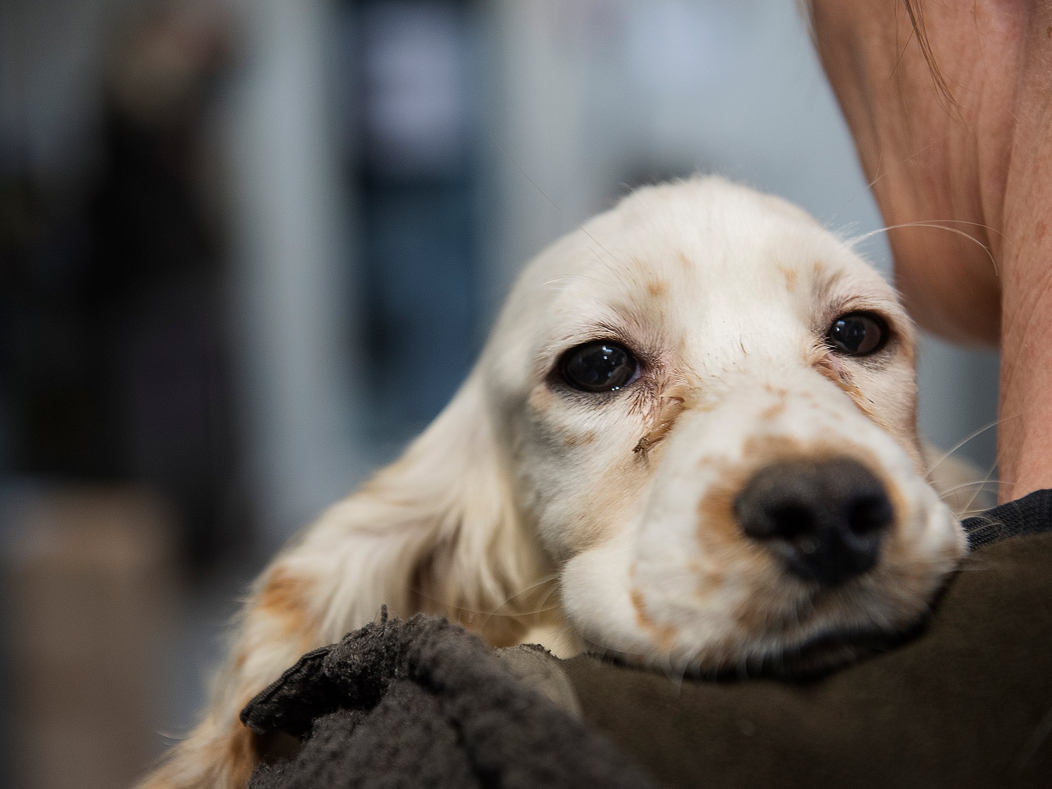 Stress og angst: Sådan forbereder du hund nytårsaften TV 2