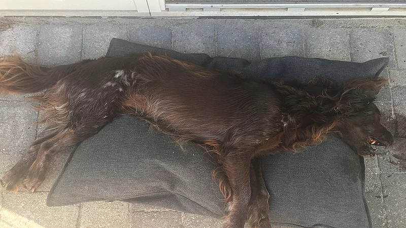 tennis slap af Urimelig 15 hunde døde: Kommuner arbejder på flere løsninger | TV 2 Kosmopol