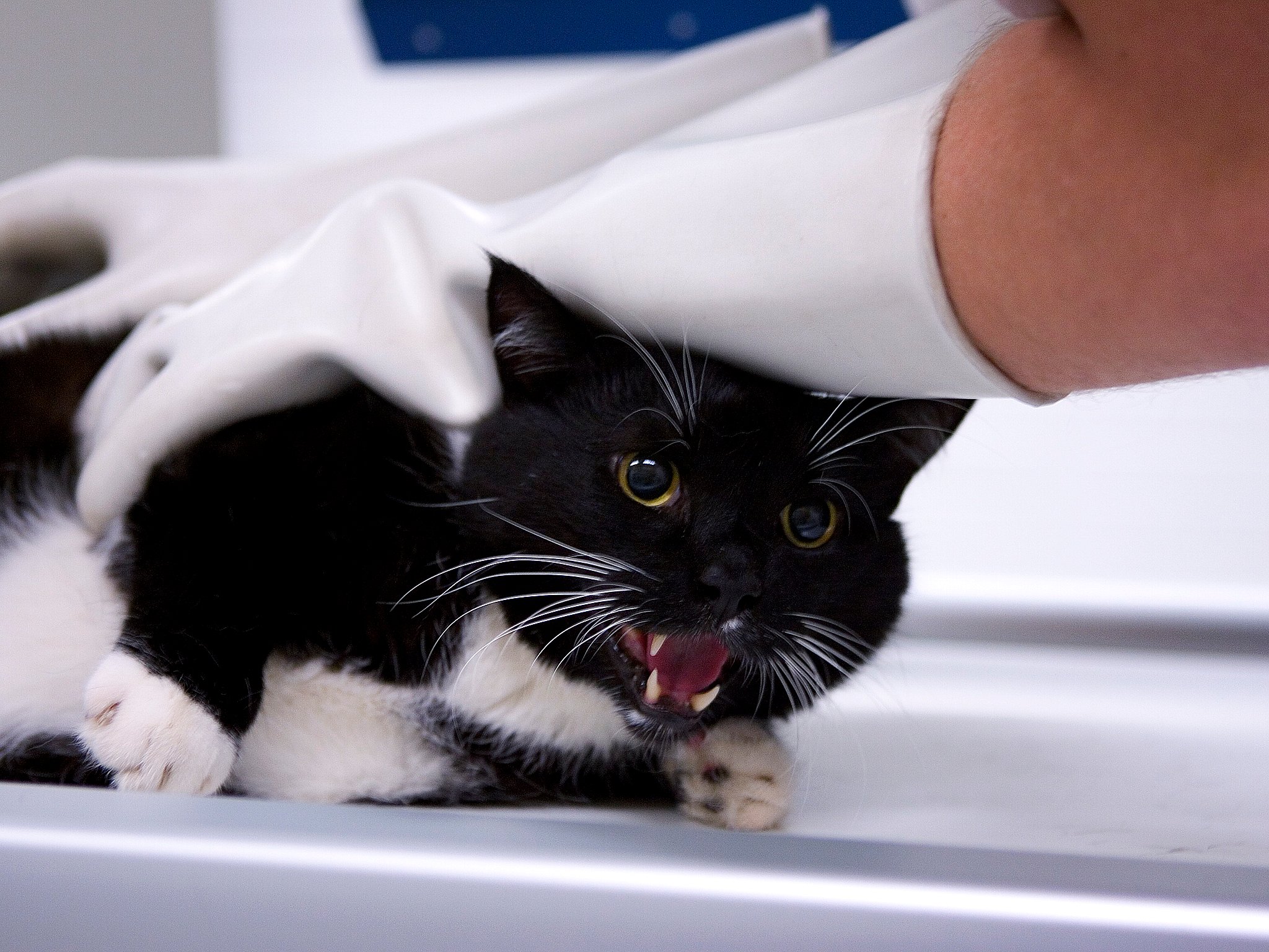 billeder: Katte indfangningen 'saboteres' | 2 Kosmopol