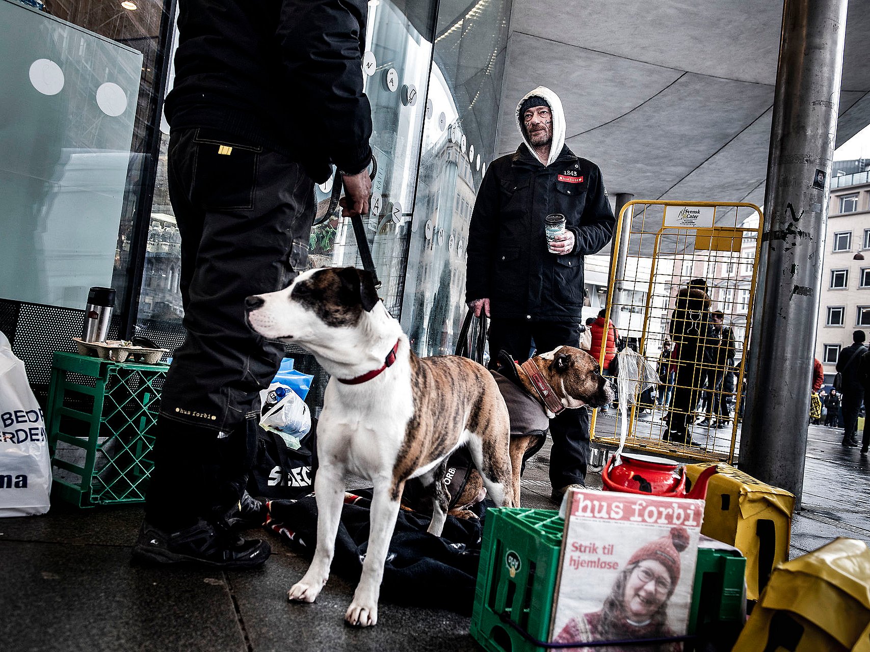 Københavns Kommune bruger en halv million kroner hjemløse hunde | TV 2 Kosmopol