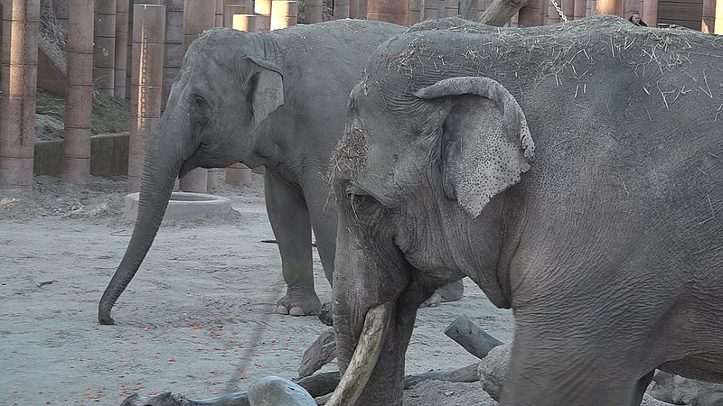 Iskoldt vejr: Elefanterne kan miste et stykke af øret | 2 Kosmopol