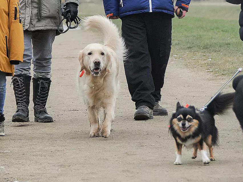 Problemer med løsgående hunde Damhusengen: "På ingen måde | 2 Kosmopol