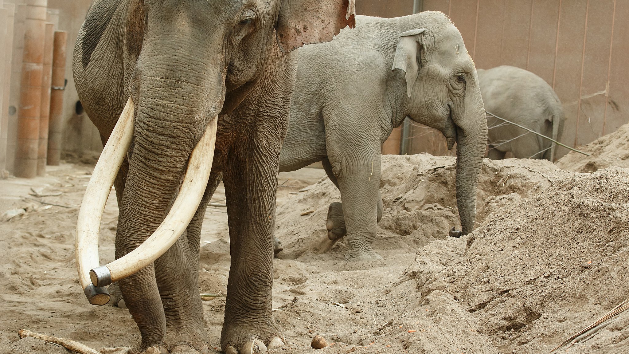 Efter år: Zoos gamle hanelefant aflivet | TV 2 Lorry
