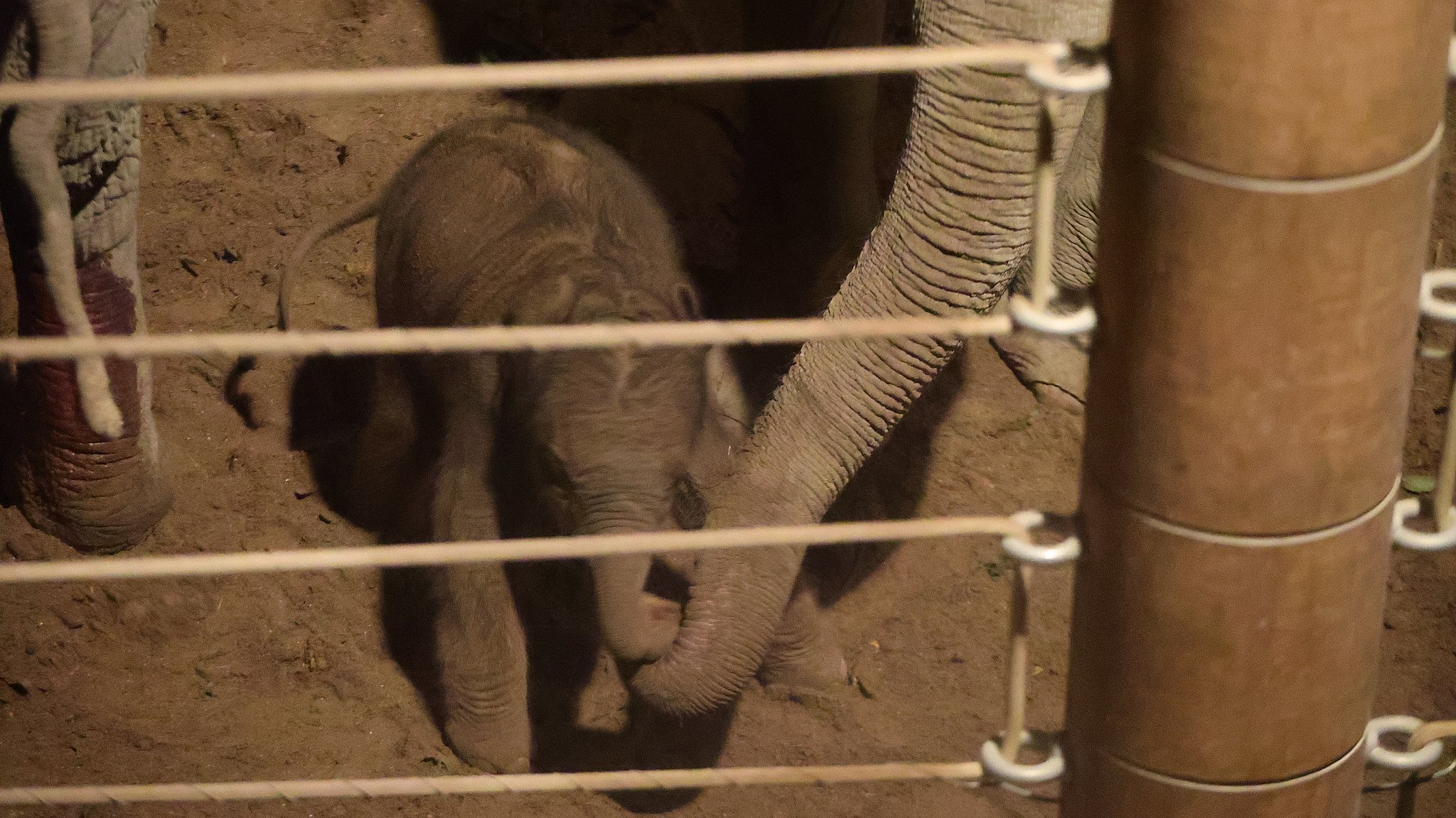 Descent For en dagstur Enkelhed Så skete det: Elefantunge født i København Zoo | TV 2 Lorry