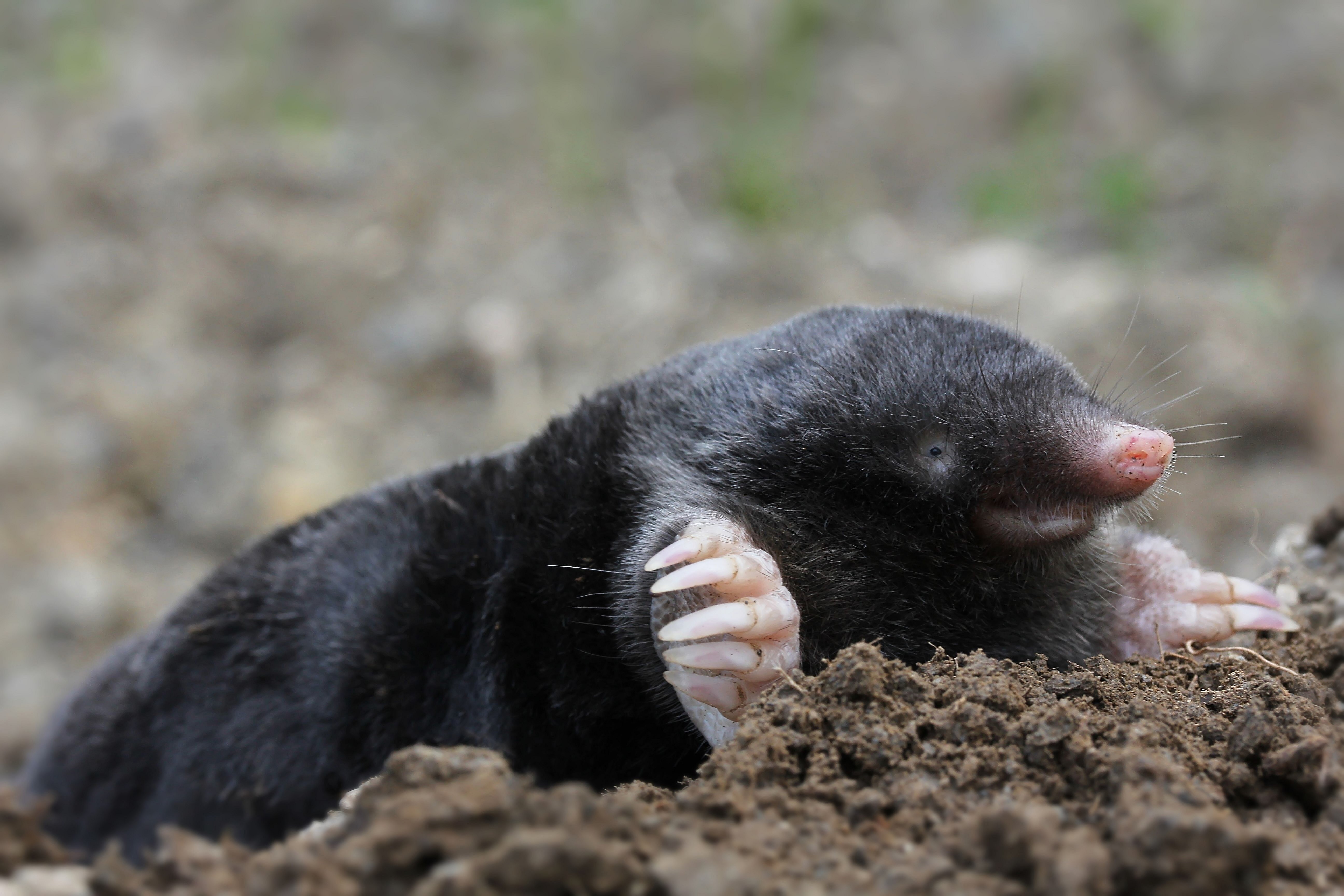 Крот в реальной жизни. Нора слепыша. Крот обыкновенный. Крот землеройка. Почему крота называют землекопом и строителем найди.