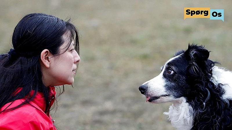 Jordbær Stort univers I Spørg os: Har hunde bedre hukommelse end mennesker? | TV 2 Kosmopol
