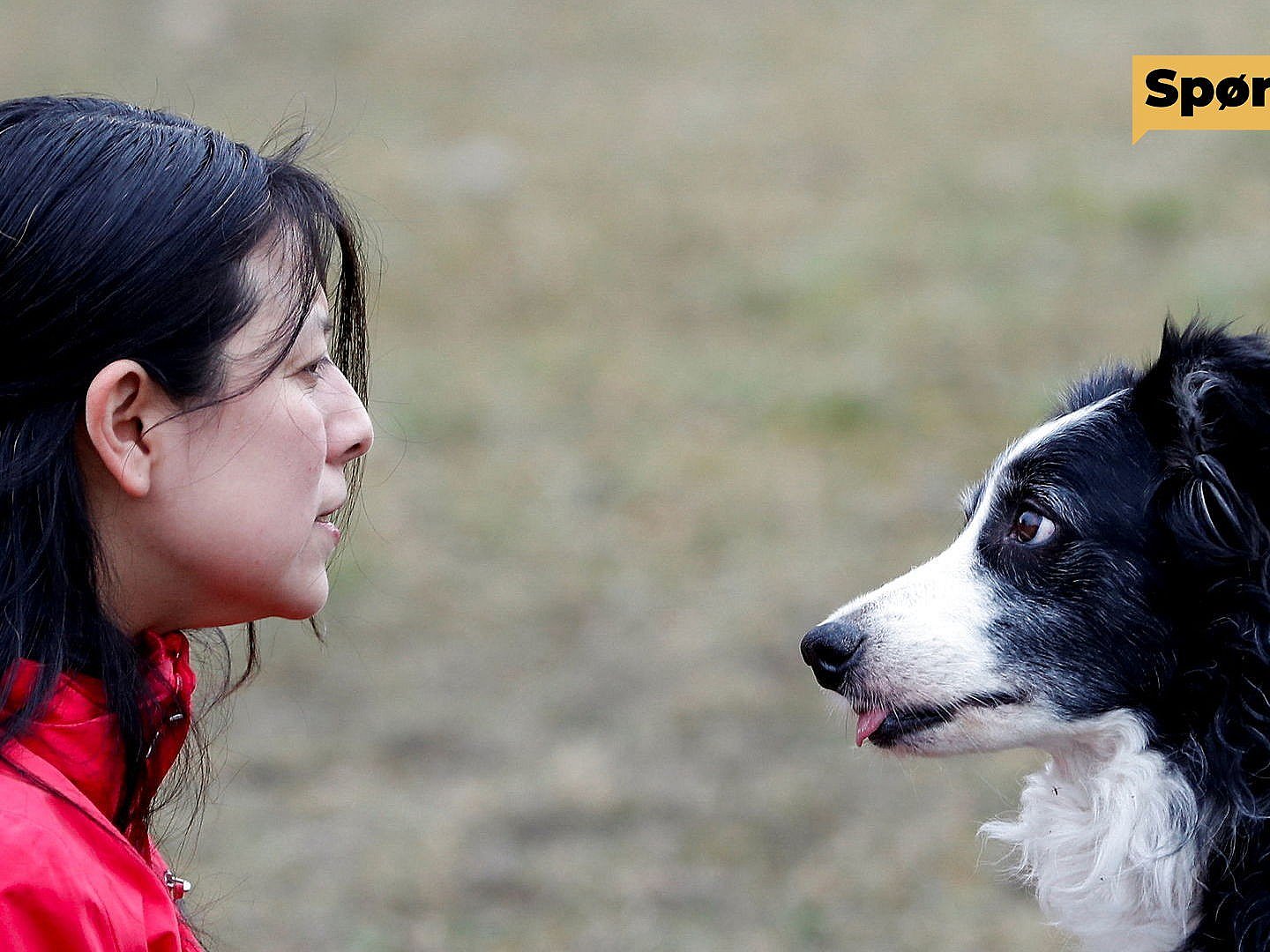 Jordbær Stort univers I Spørg os: Har hunde bedre hukommelse end mennesker? | TV 2 Kosmopol