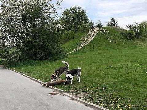 Her dræber løse hunde rådyr: -Det fra Discovery Channel | TV 2 Kosmopol