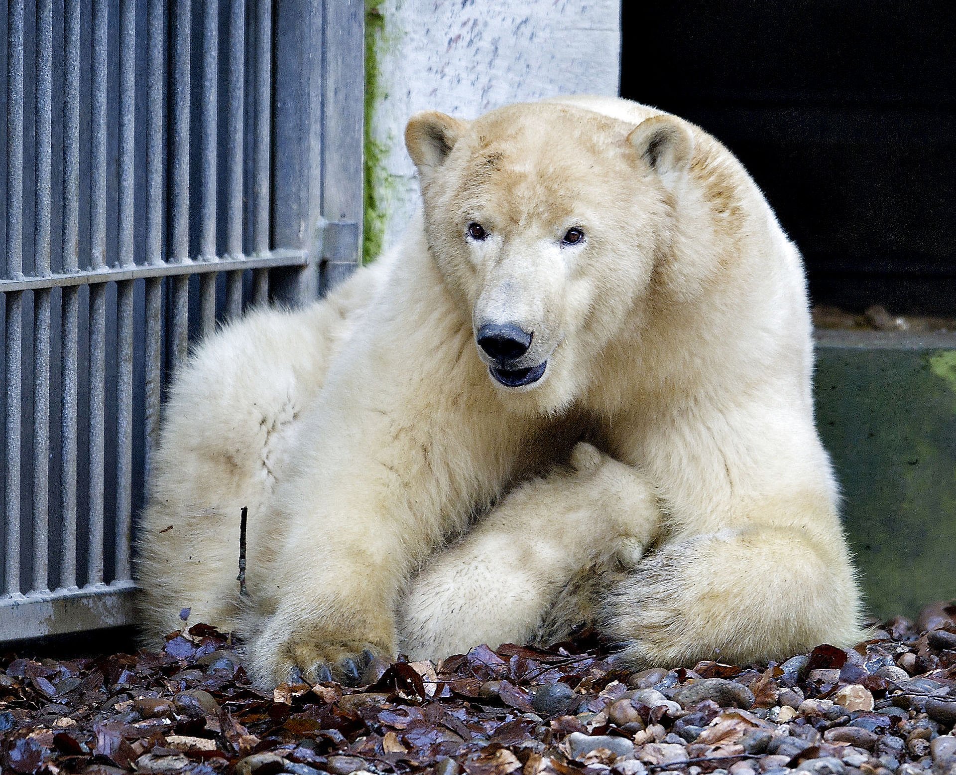 Isbjørn slap ud af indhegning i Derfor kunne det ske | TV 2 Lorry