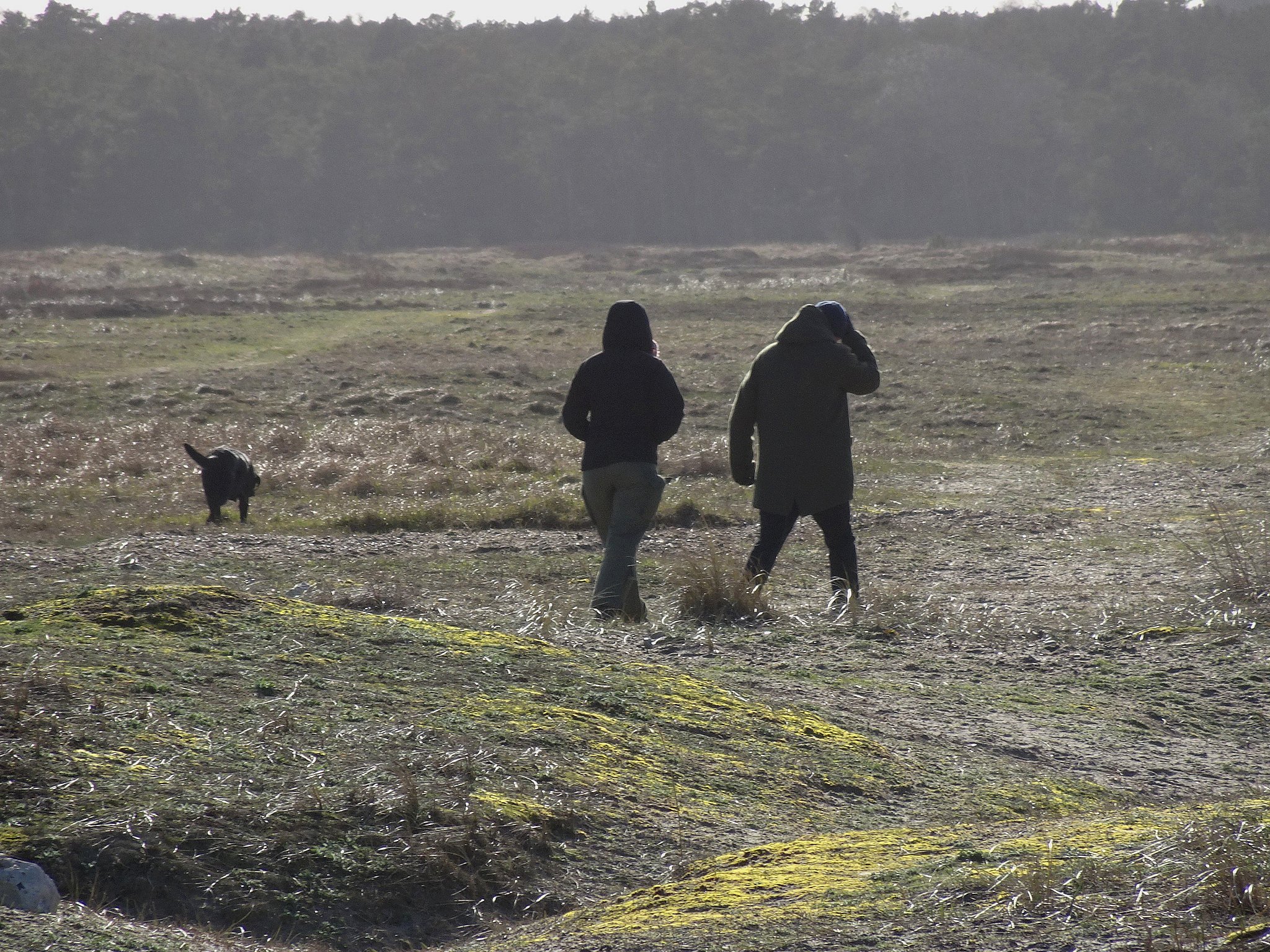 Løse hunde folk og fugle på Sjællands hede | TV 2