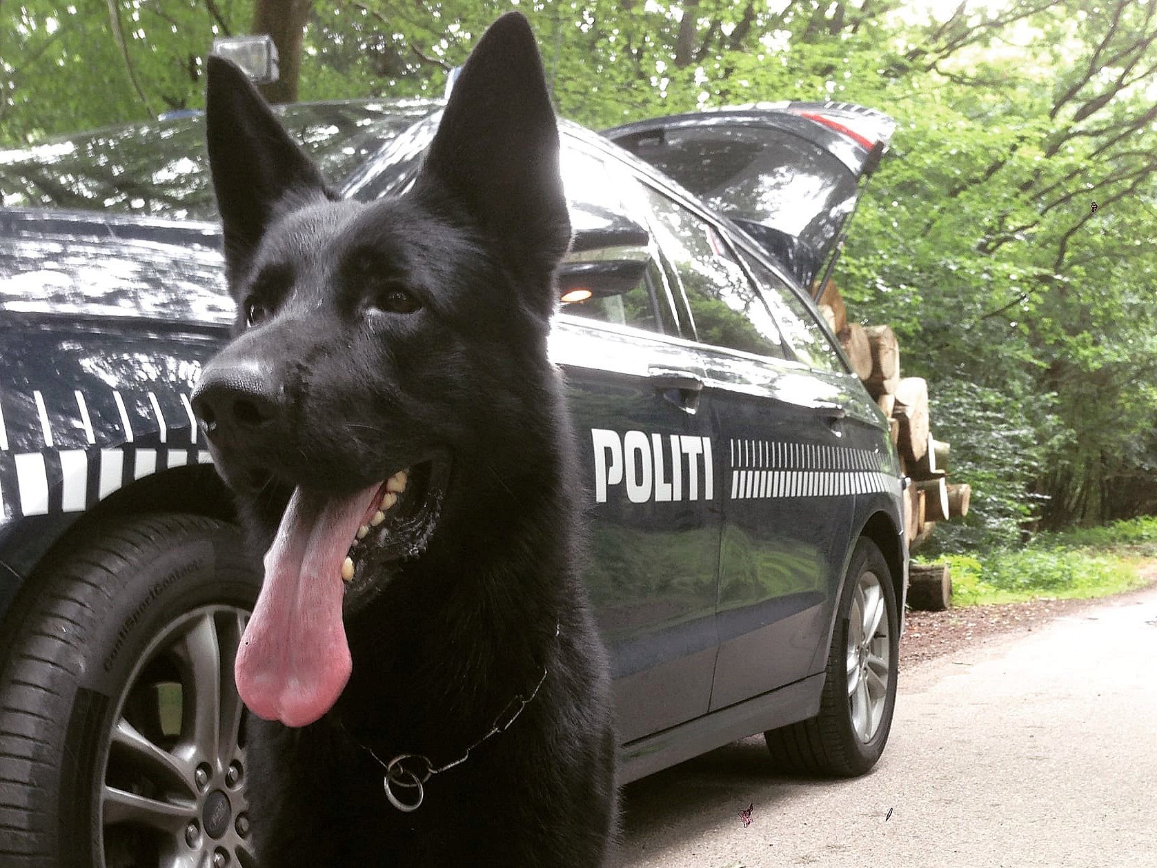 Gik imod sin hundeførers Nu er Loke årets politihund | TV 2 Kosmopol
