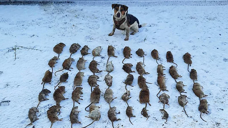 velstand ubehagelig uddanne Rottehunden Amigo slog 48 rotter ihjel på halvanden time | TV 2 Kosmopol