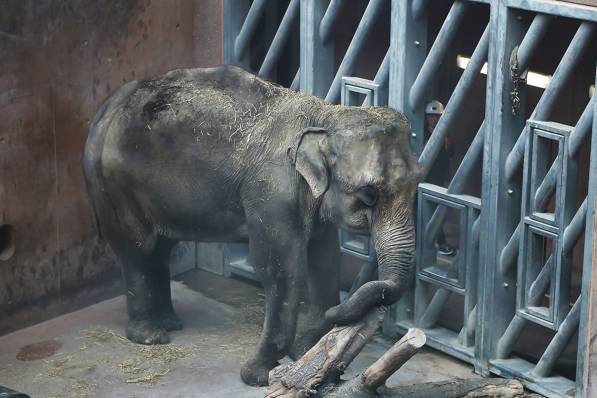 Stien Syd Arbejdsgiver Chok i Zoo: Elefant død i nat | TV 2 Lorry