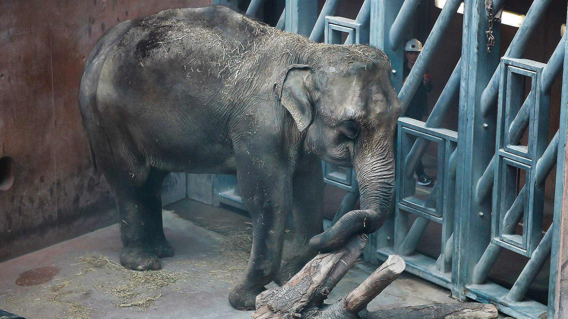 Chok i Zoo: Elefant død i nat | TV Lorry
