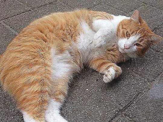 Katten Charlie forsvandt for fem år siden – nu er han endelig med sin ejer igen | TV 2 Kosmopol