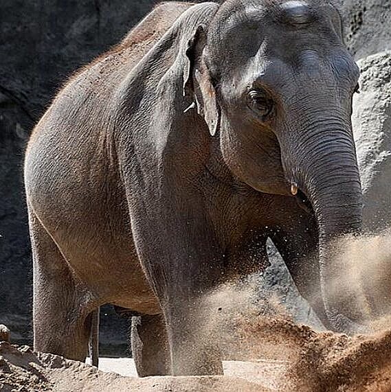 Zoo har fået tre nye elefanter - se hvordan deres indtog i parken gik her | TV Lorry