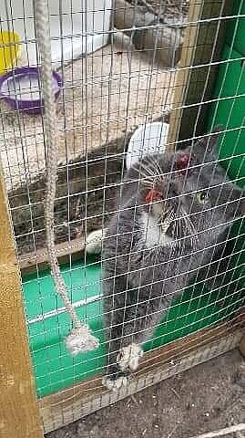 Ubehagelige billeder: Katte dumpes og indfangningen 'saboteres' | TV 2