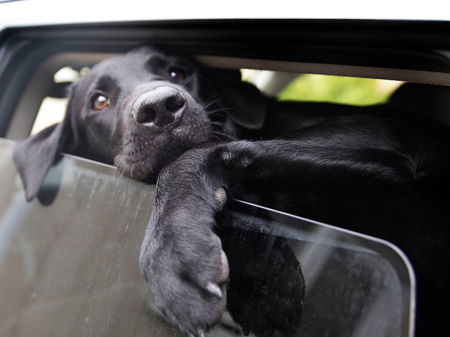 Flere hunde i bliver efterladt i varme biler | TV 2 Kosmopol