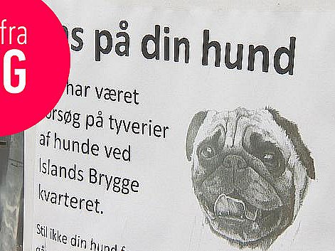 konkurs Født anekdote Hundeorganisation om tyverier: Vær varsom på Islands Brygge | TV 2 Kosmopol