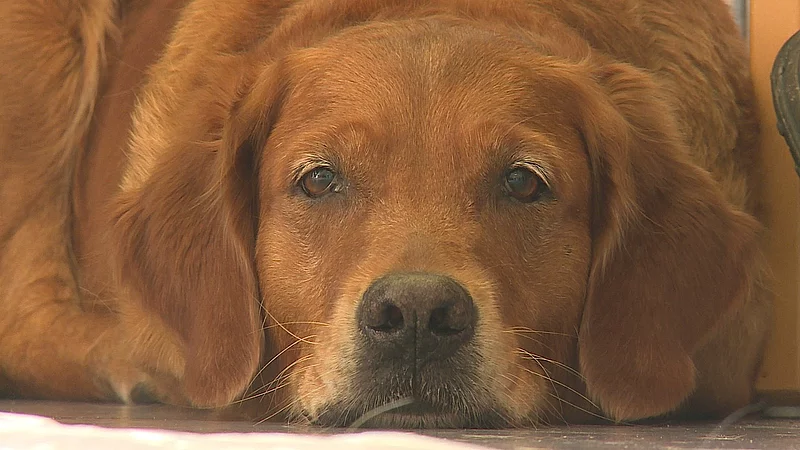 Hundeejer: Kan din hund blive besøgshund? | TV 2