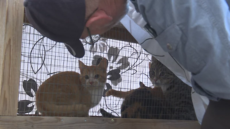 Sui En smule termometer Herreløse katte fylder dyreværnets bure – ny lov skal løse problemet | TV 2  Kosmopol