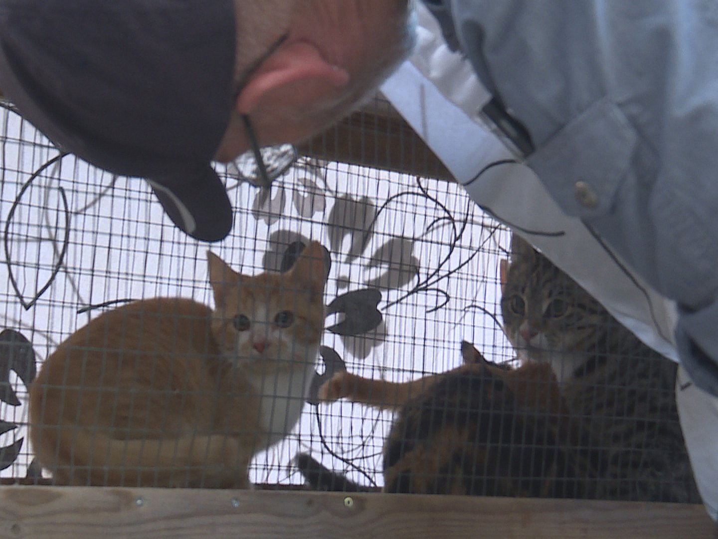 Håndfuld shabby forestille Herreløse katte fylder dyreværnets bure – ny lov skal løse problemet | TV 2  Kosmopol
