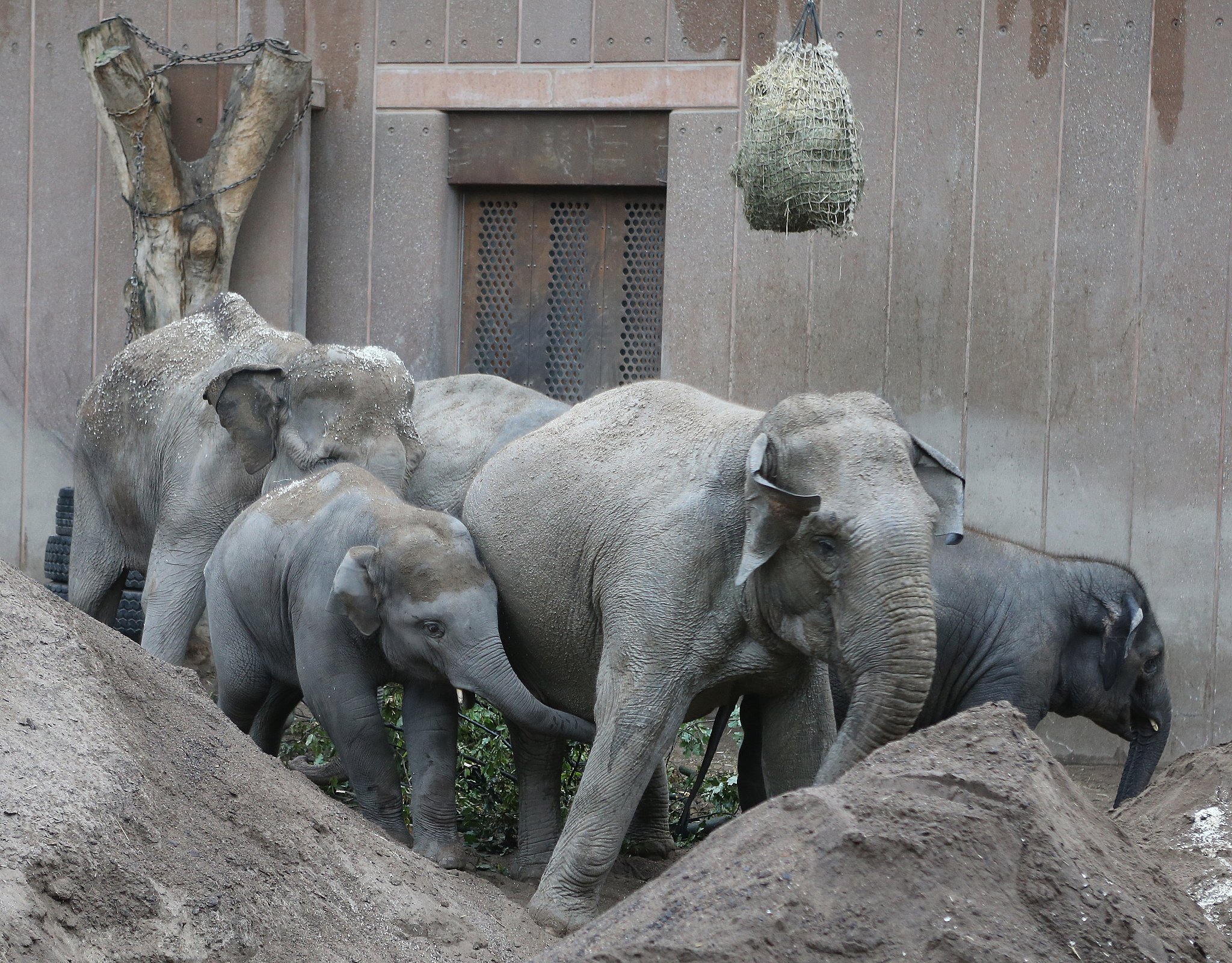 skete det: Elefantunge i København Zoo | TV 2 Lorry
