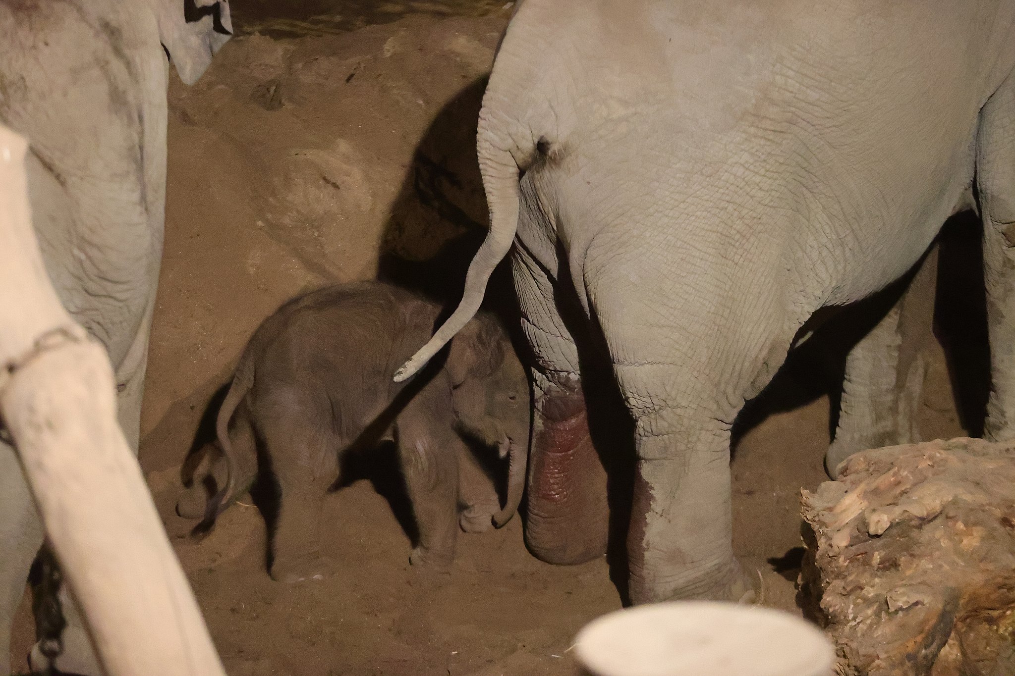 skete det: Elefantunge i København Zoo | TV 2 Lorry