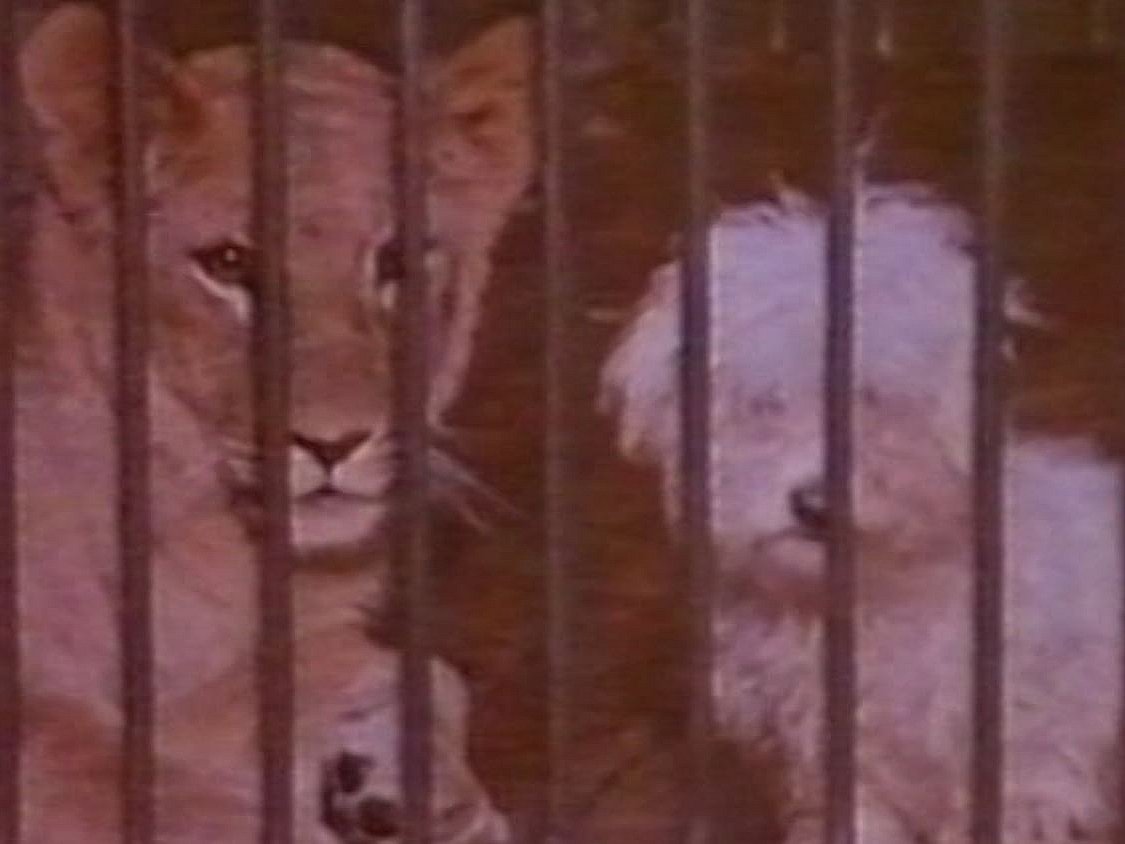 Se billederne Der var engang, Zoo havde løve og hund i samme bur | TV 2 Kosmopol
