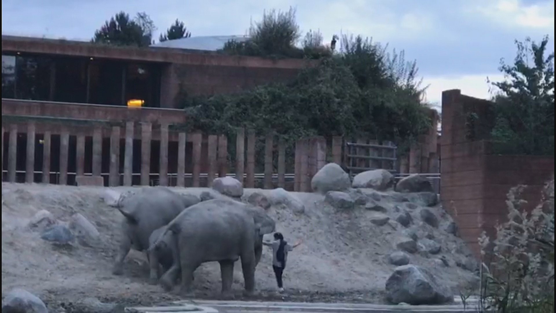 Mand hopper over hegnet til elefanterne i Zoo TV 2 Lorry