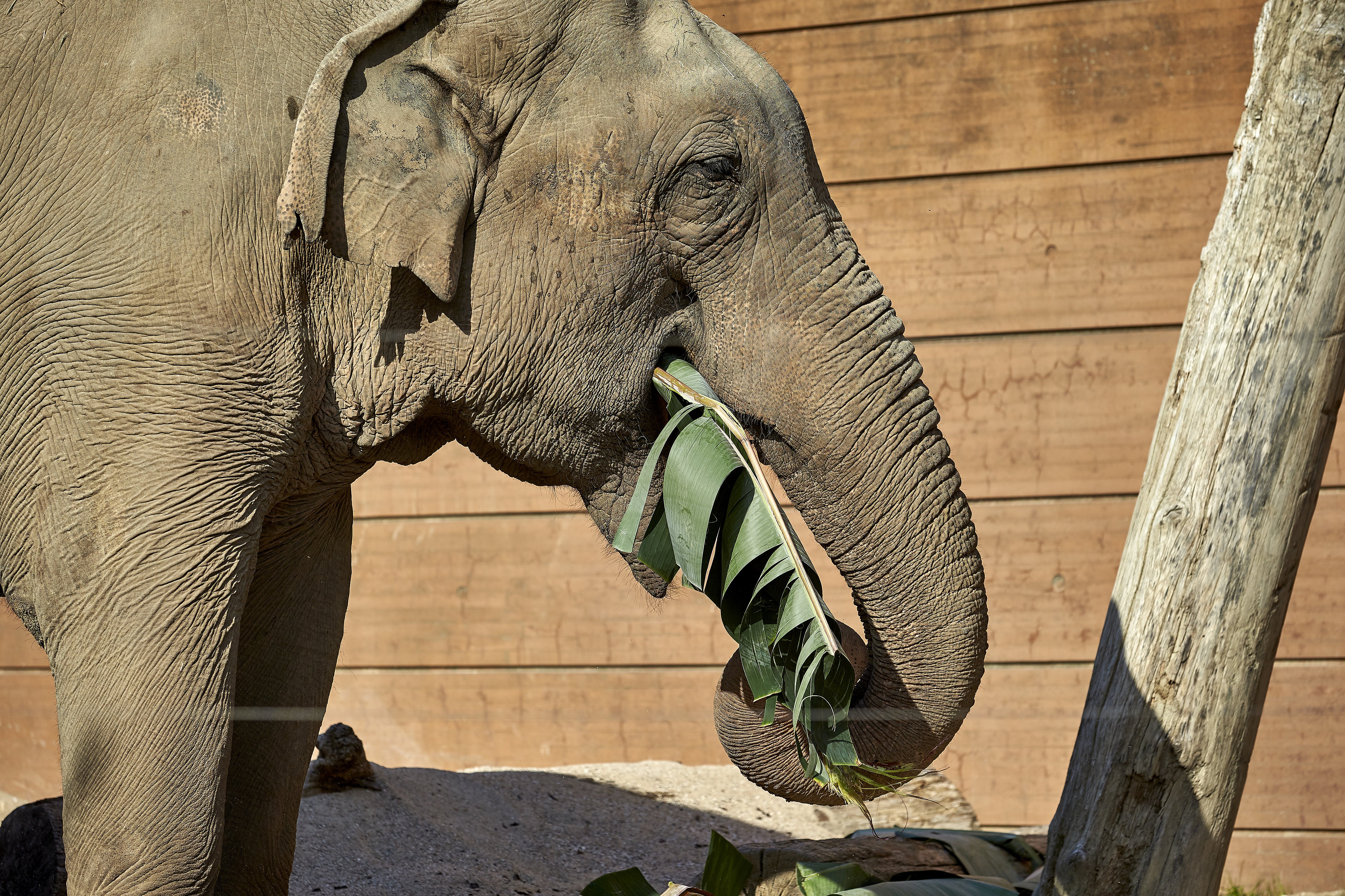 Hanelefant i København Zoo dør efter længere tids sygdom | TV 2