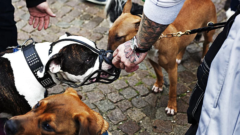 Det er hundedyrt, hvis din hund bider andre mennesker: Så meget det | TV 2 Kosmopol