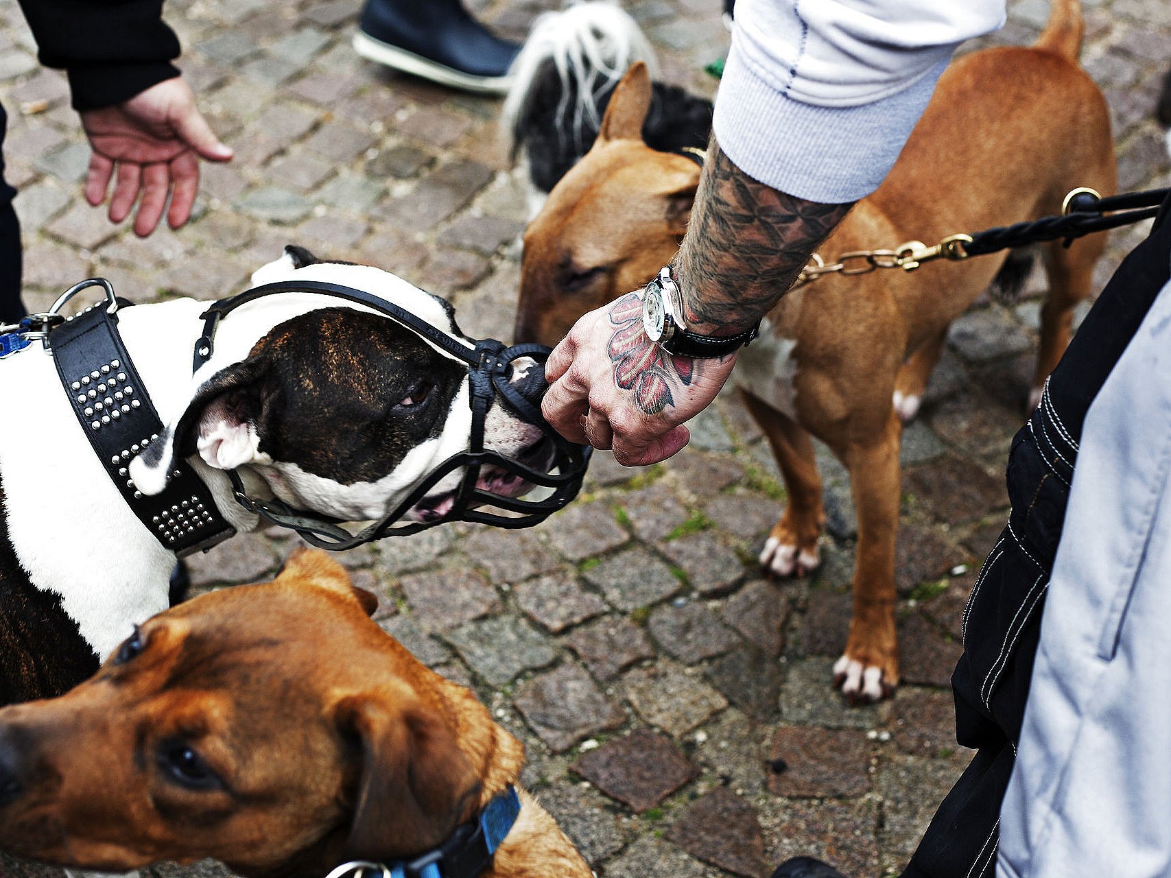 Det er hundedyrt, hvis hund bider andre mennesker: Så meget det | TV 2 Kosmopol