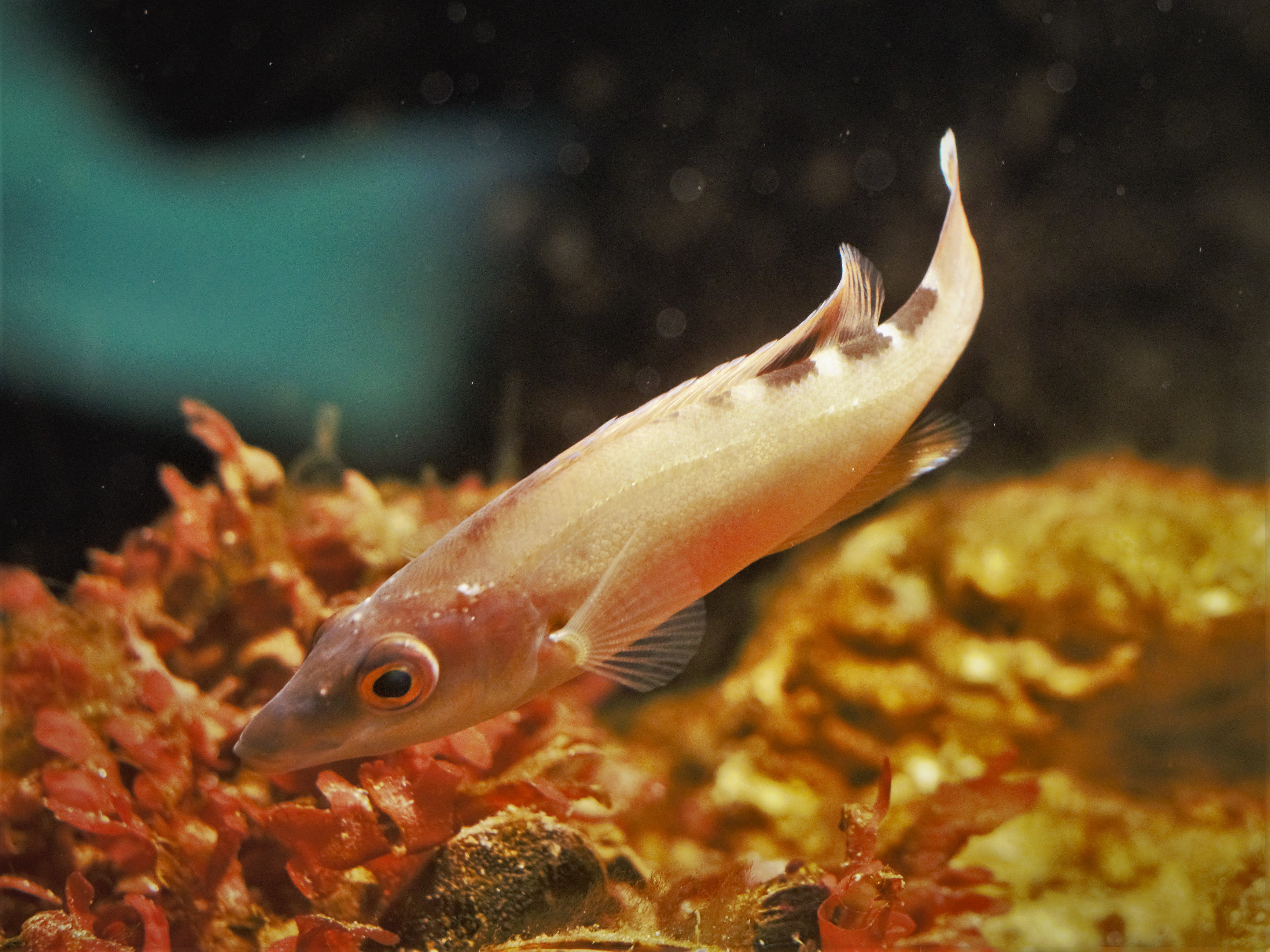 Sjælden fisk fanget i Øresund: Nu har akvarium opfordring | TV Lorry