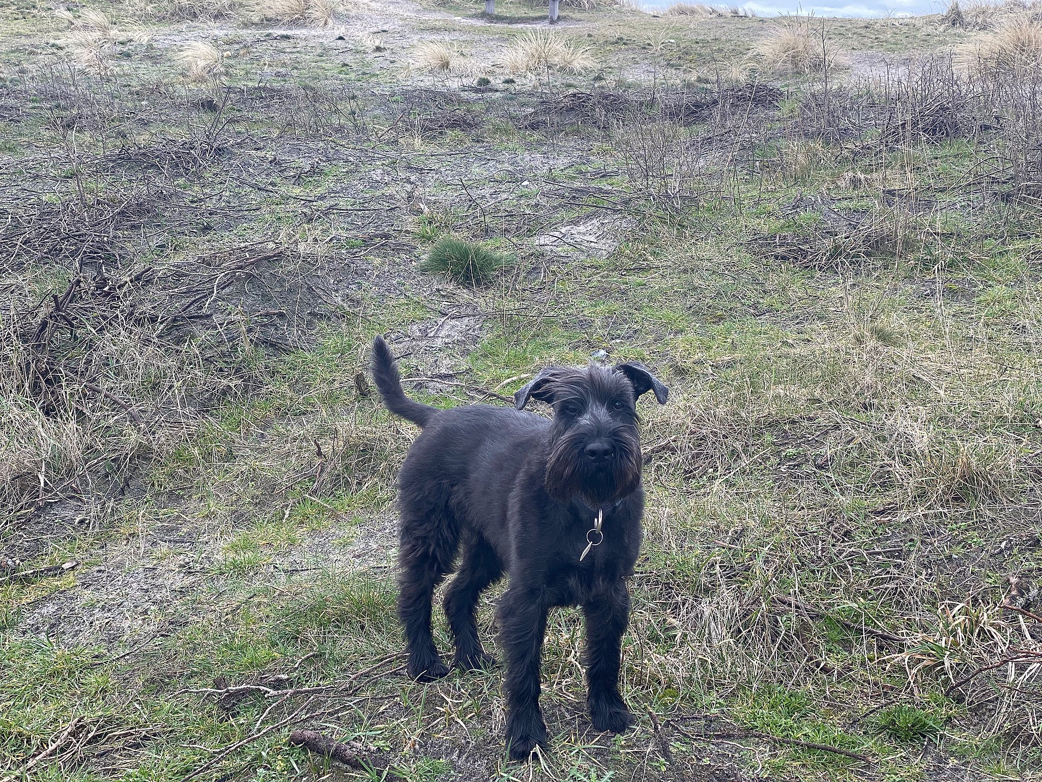 Naturområde overrendes af kræver hundepoliti | TV 2 Kosmopol