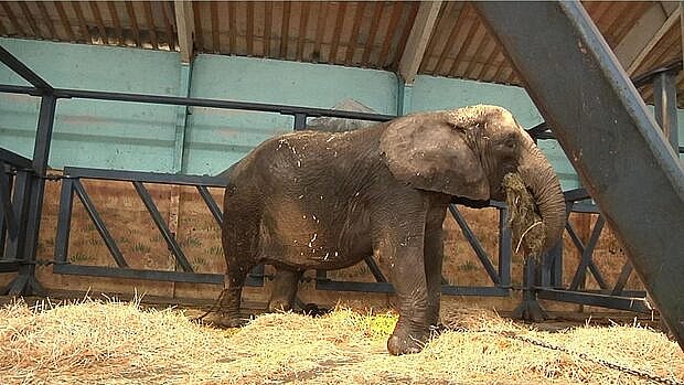 Cirkus-elefanter blev forbudt – nu står de og glor i stalden TV 2 Lorry