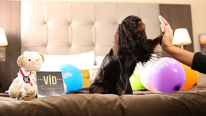 Hunde-hotel til nytår: 'Happy Dog' skal skåne firbenede |