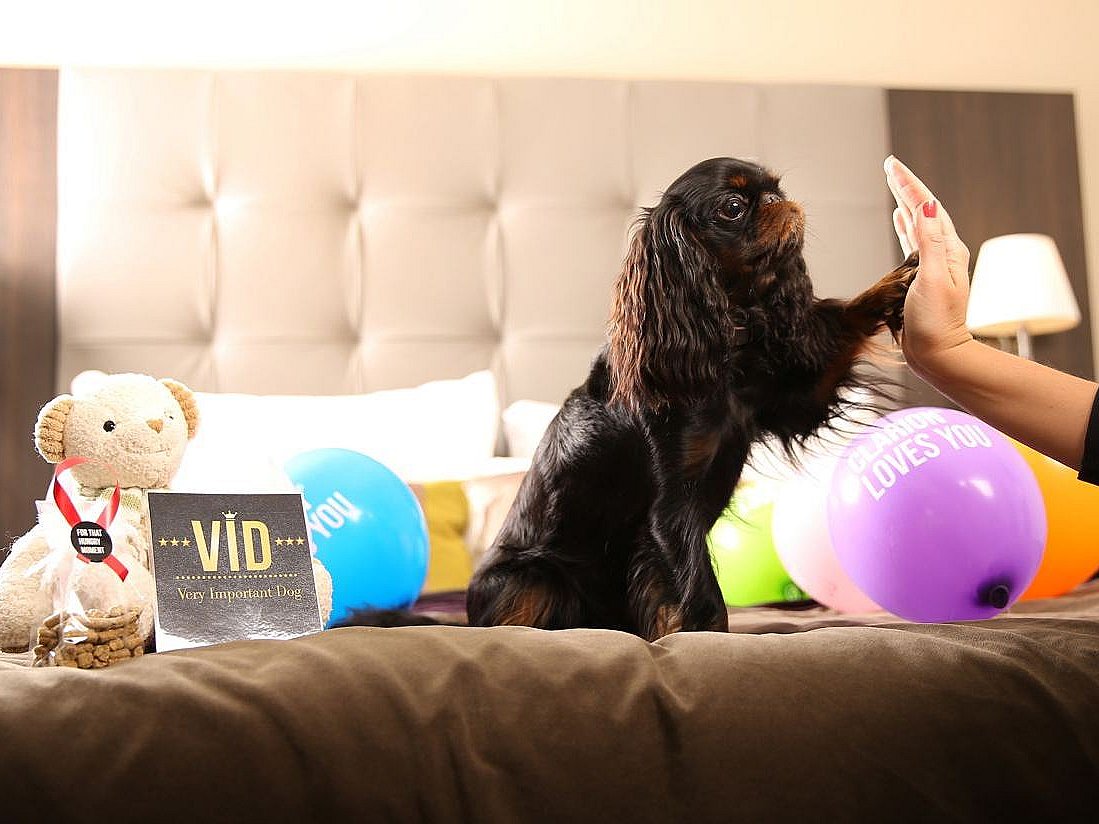 Jeg klager gennemskueligt gennembore Hunde-hotel til nytår: 'Happy Dog' skal skåne de firbenede | TV 2 Kosmopol