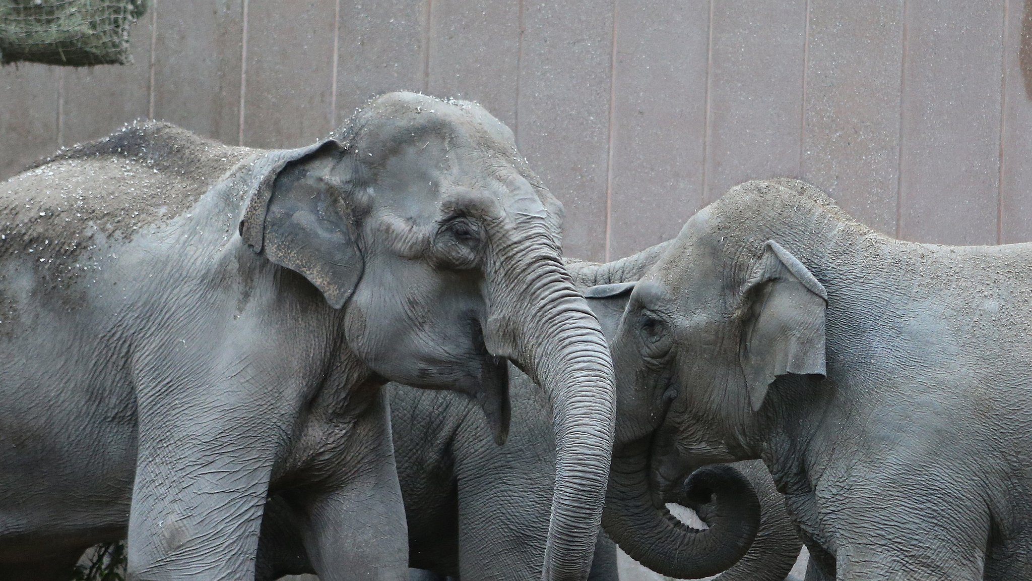 Elefantflokke i Zoo forenet: Nu venter måneder med indbyrdes magtkampe | TV Lorry