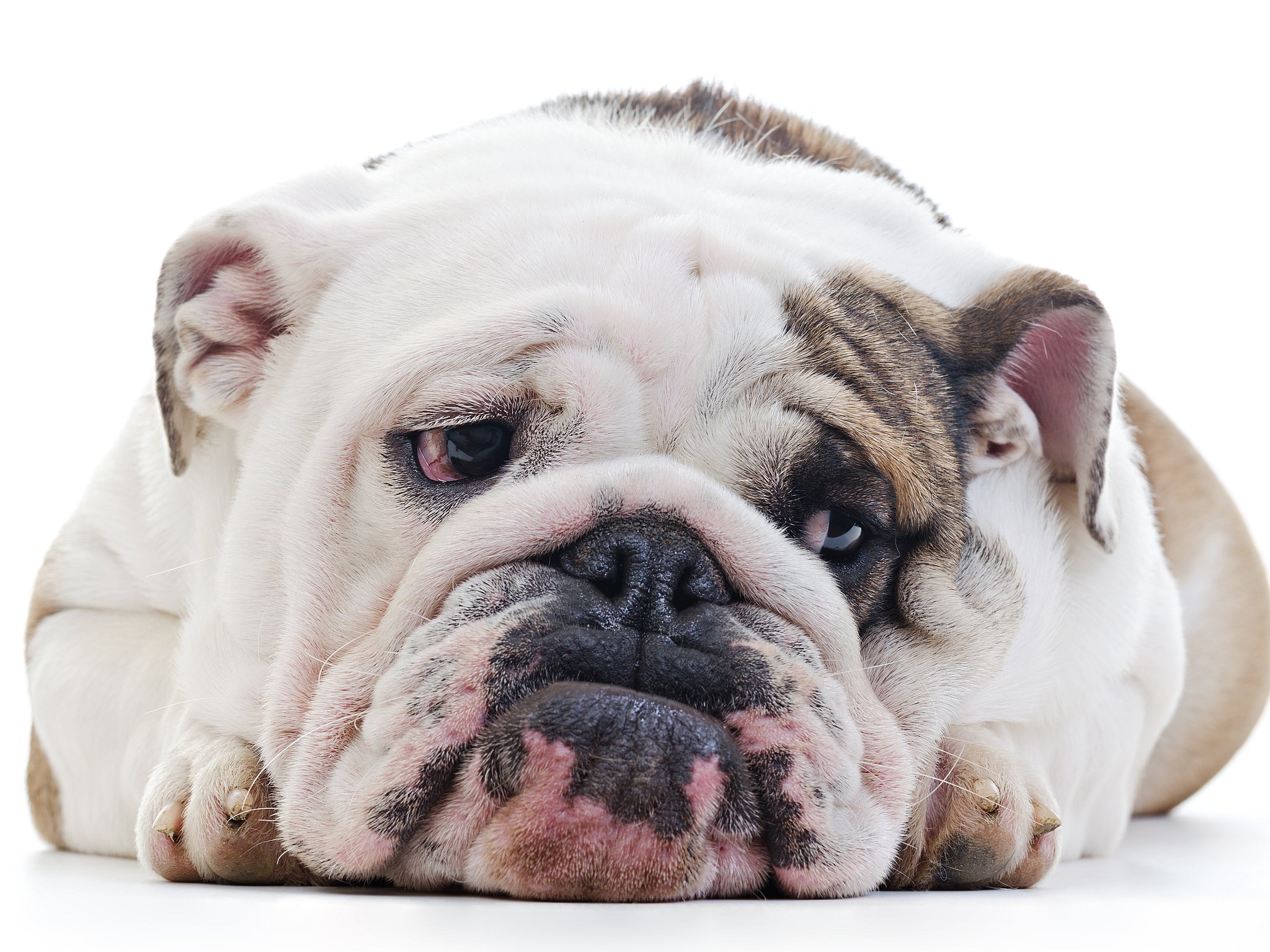 vurdere Depression mørkere Hvordan ser din hund ud, når den har ondt? Det vil dyrlæge kortlægge | TV 2  Kosmopol