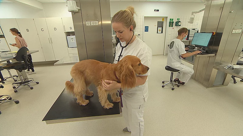 Folde hver dag afskaffe Dyrehospital søger hunde til aflivning: "Nødvendigt, hvis man skal uddanne  dyrlæger" | TV 2 Kosmopol