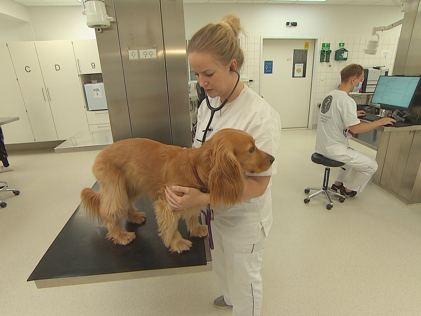 Dyrehospital søger hunde aflivning: "Nødvendigt, hvis man skal uddanne | TV 2 Kosmopol