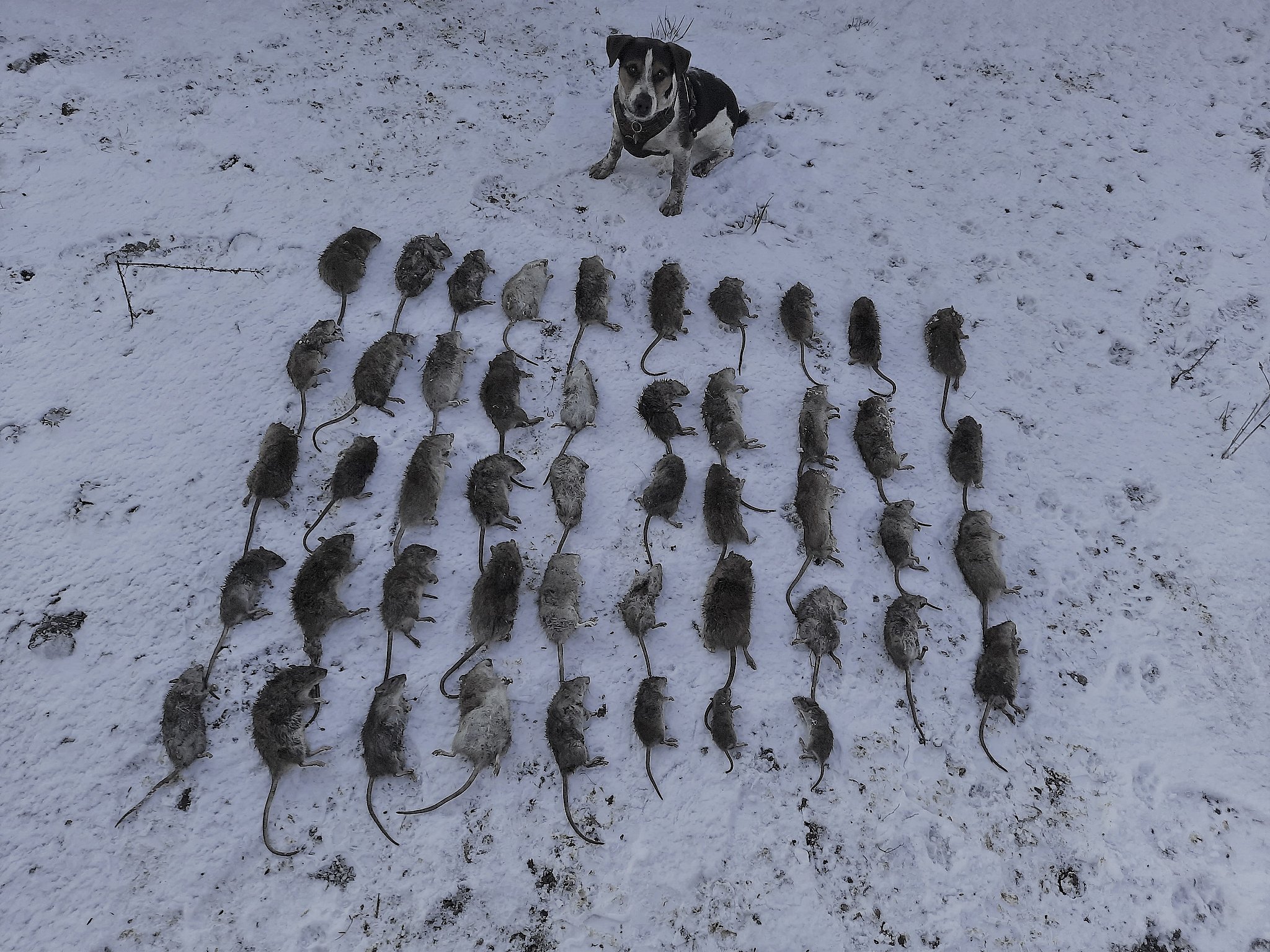 flamme garn Pointer Rottehunden Amigo slog 48 rotter ihjel på halvanden time | TV 2 Kosmopol