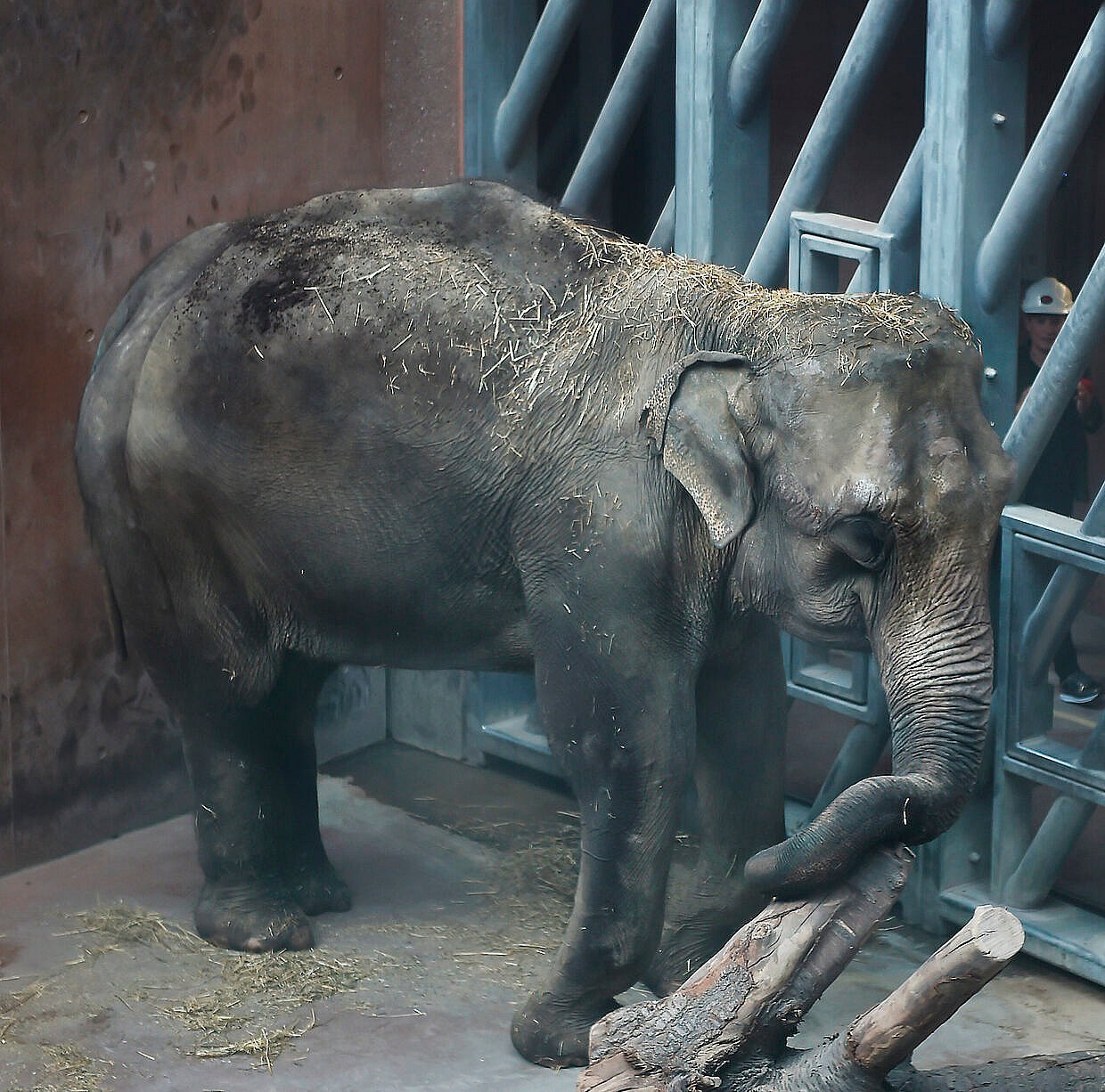 Zoo har fået tre nye elefanter - se hvordan deres indtog i parken gik her | TV Lorry