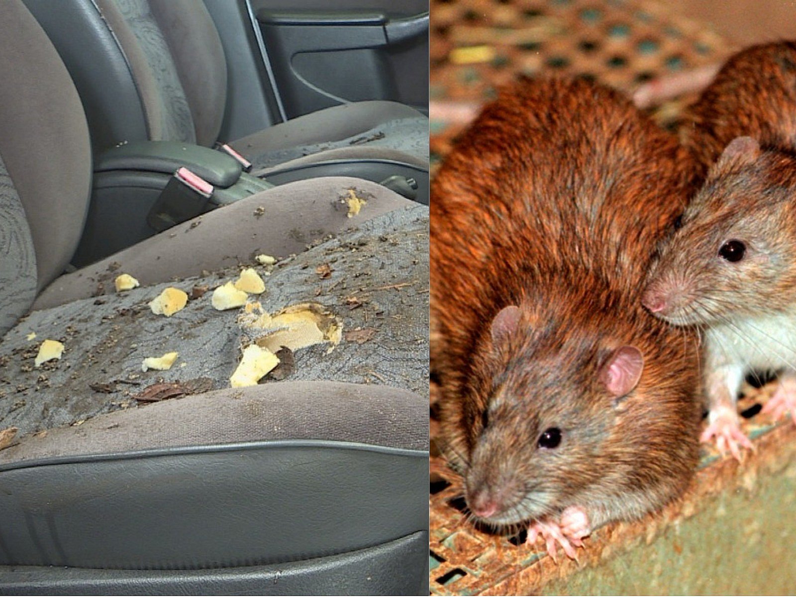 Bopæl næse Bug Rotter bryder ind i biler i kulden: Sådan undgår du rottebesøg | TV 2  Kosmopol